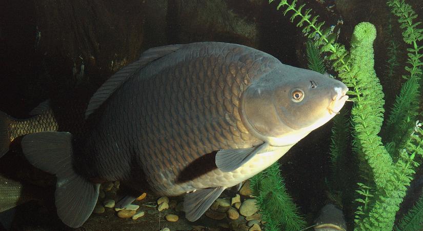 Arzéntartalmuk miatt nem javasolja a Nébih a Sajóból kifogott halak fogyasztását