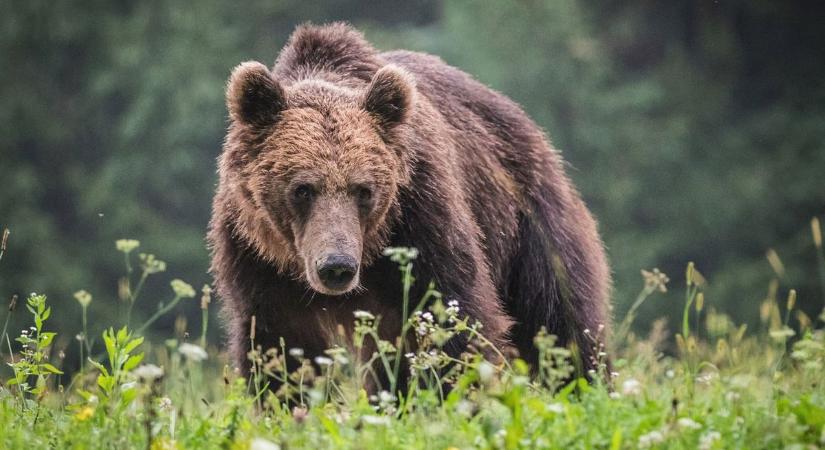 Barna medve Hajdú-Biharban: ez egy speciális helyzet, nem fordult még elő - állítja a vadászkamara