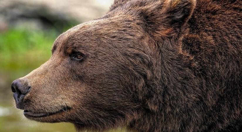 Kitört a pánik: egy hatalmas barnamedve kószál Nyírmártonfalván