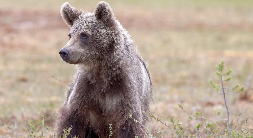 Eddig nem találták a nyírmártonfalvi medve nyomát az erdészek és vadászok