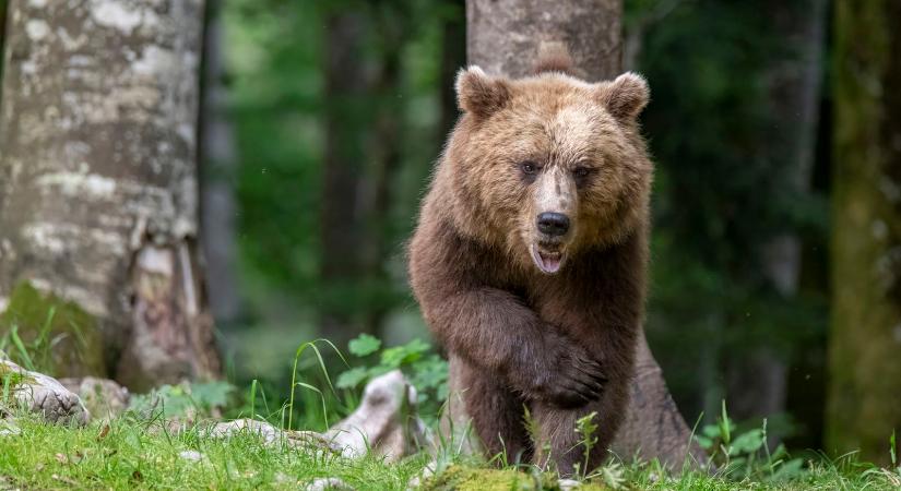 Medve sétálgatott az ikonikus lombkoronasétány körül, félnek a helyiek