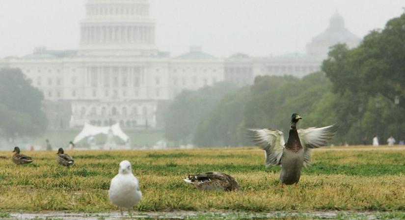 Oltásért könyörögnek az amerikai gazdák a madárinfluenza ellen