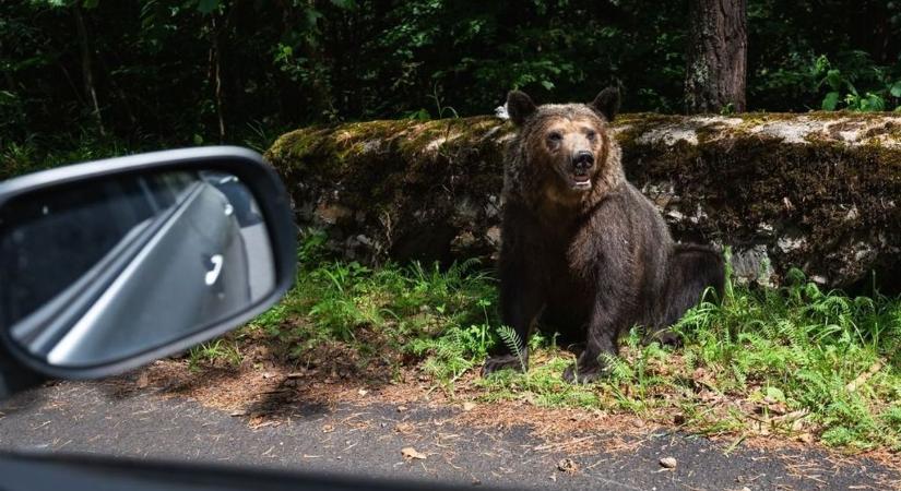 Medvét láttak a Hajdú-Bihar vármegyei Nyírmártonfalván, megszólaltak az illetékesek