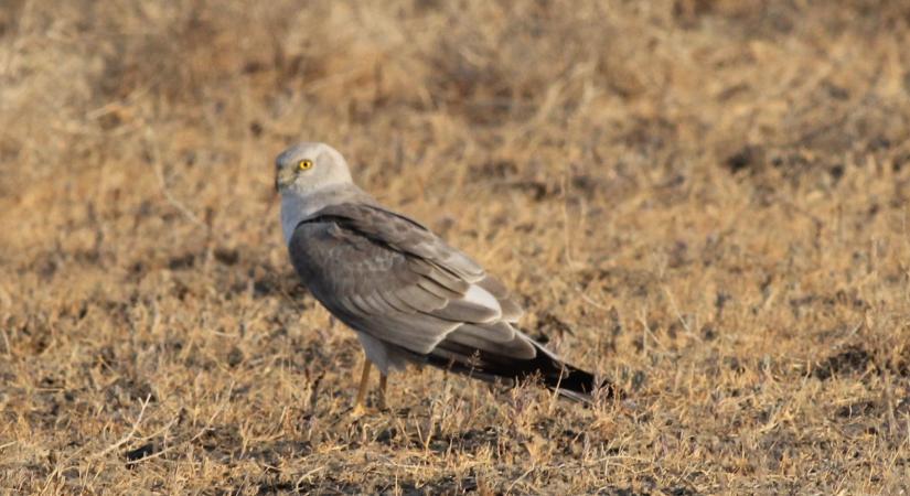 Vonuló fakó rétihéják megfigyelése a Körös-Maros Nemzeti Park területén