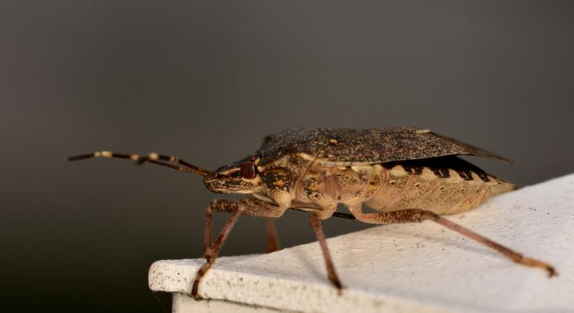 Nincs mit tenni: győznek az őszi poloskák