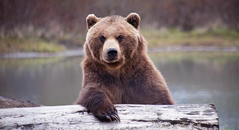 Döbbenetes, hol bóklászhat a félelmetes vadállat: Hajdú-Biharban még sosem láttak ilyet