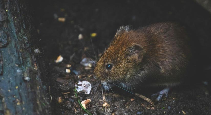 Az árvíz miatt új helyeken is megjelennek a patkányok