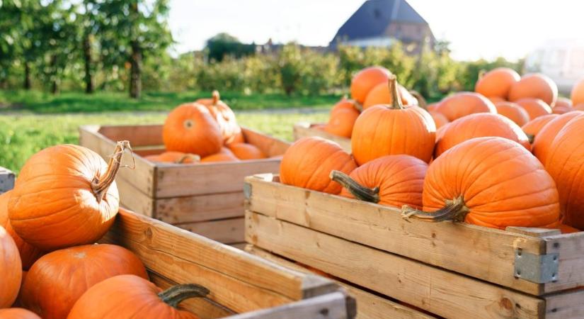 Híres festőművésznőt gyilkolt váratlanul a sütőtök