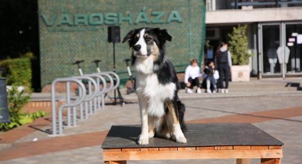 Szép születésnap a Városháza téren