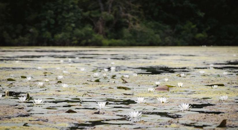 A Tisza-tó valamennyi kilátóját érintő vízitúra versenyre hív a Tour Túra