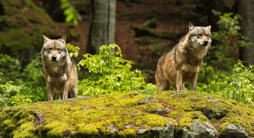 Eldőlt: részlegesen ugyan, de kifarolhat az Európai Unió a farkasok mögül