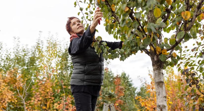 Kell metszeni ősszel vagy sem? Ezt rengetegen elrontják ilyenkor a kertben