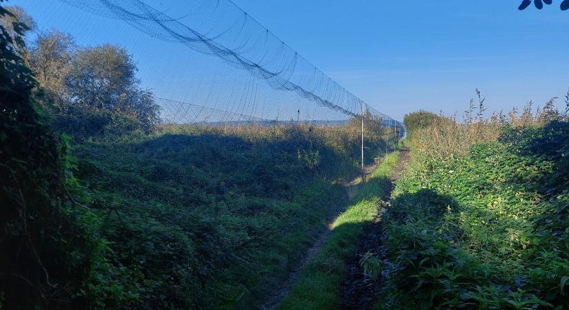 Puszta fenékkel fecskegeddon idején