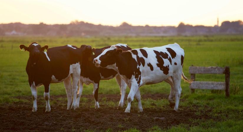 Továbbra sem hagytak fel Ferdinánd, az elszökött tenyészbika keresésével