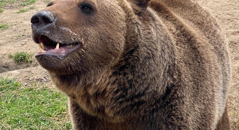 Tomboló medve vérfürdőt rendezett a Debrecen melletti tanyán