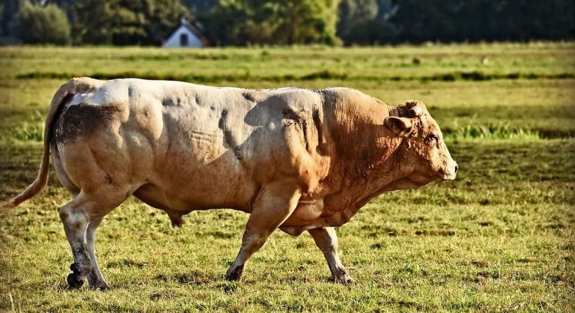 Még mindig szökésben van Ferdinánd, a hatszázötven kilós tenyészbika