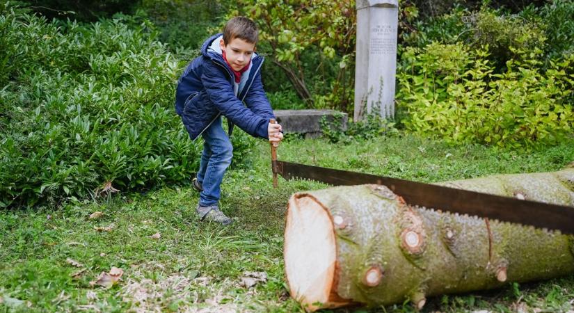 Vidám Gesztenyenap a botanikus kertben – Fotók, videó