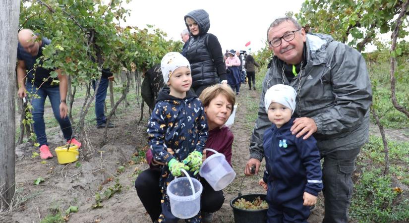 Több mázsa szőlőt szedtek le az akasztói kései szüreten