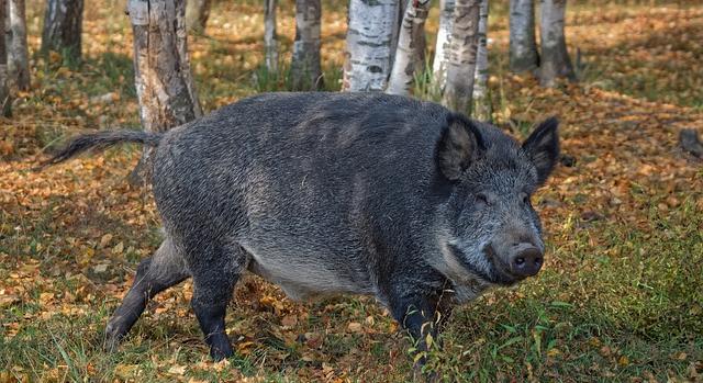 Újabb sikert ért el hazánk az afrikai sertéspestis elleni küzdelemben