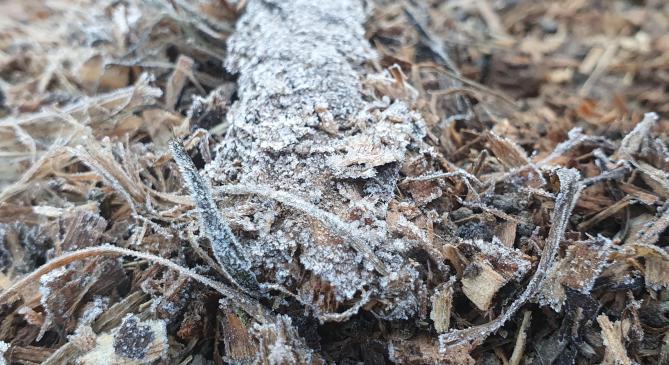 Betoppantak az első őszi fagyok