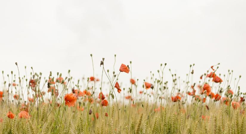 Nyolc győztest hirdettek ki a harmadik EU Bio Díjátadón