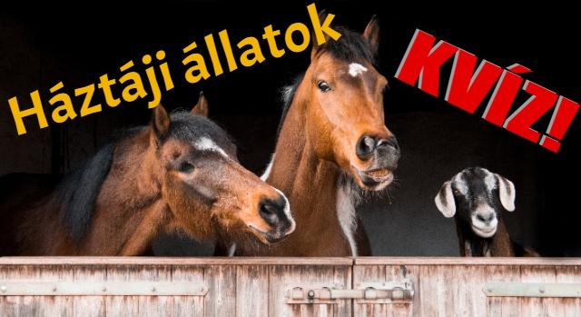 Kvíz: Ürü, koca, gödölye? Tudod melyik elnevezés milyen háztáji állatra utal?