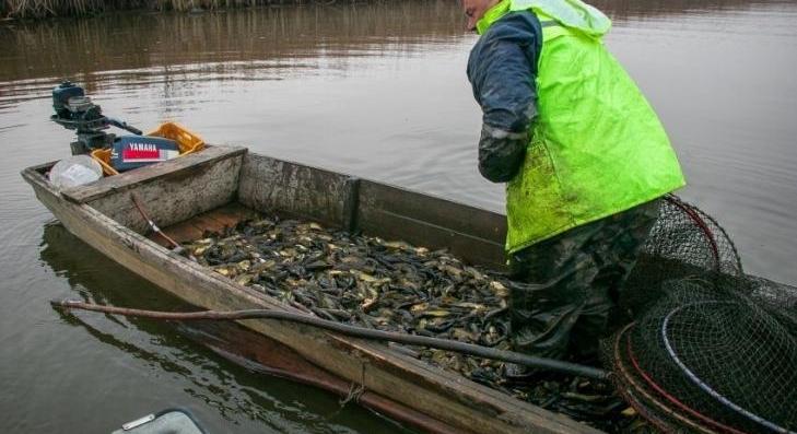 Csökken a kihalászott törpeharcsák száma 