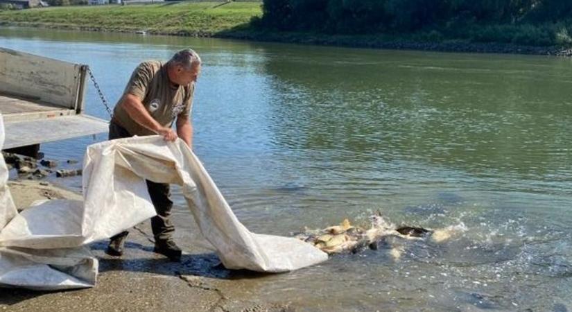 Ezeket a gyönyörű halakat telepítették a Tiszába Szolnoknál