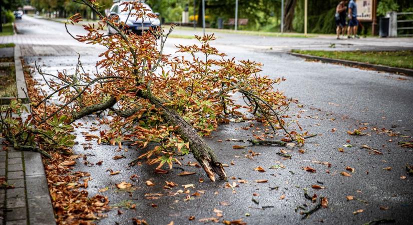 Lángra kapott fű, balesetek, kidőlt fák – Sok dolguk volt a tűzoltóknak Győr-Moson-Sopronban a múlt héten