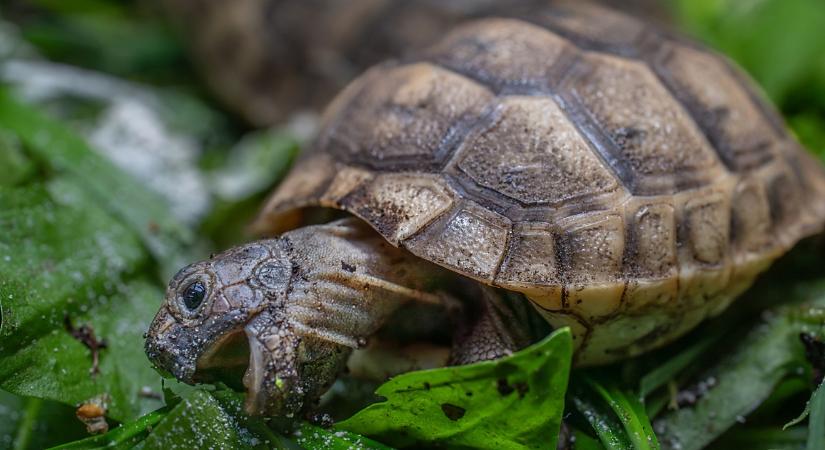 Bébibumm a Zoo Debrecenben: mór teknősök látták meg a napvilágot