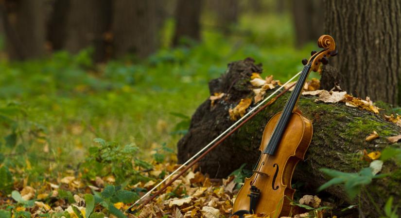 Még a növények is meghallják: a komolyzene ismeretlen titkai