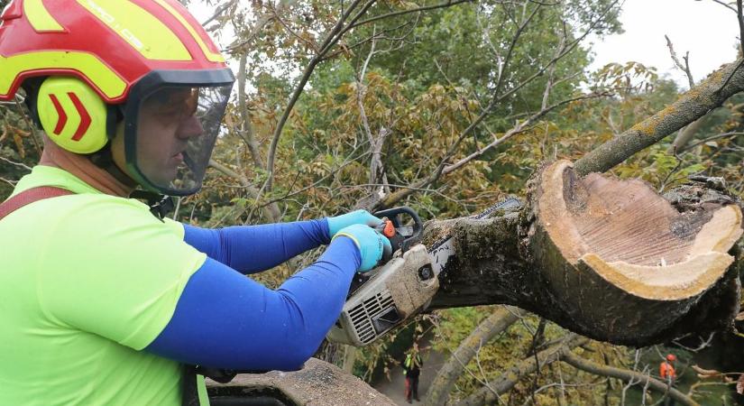 Odúmarás, szárazolás, koronakurtítás – Minősített faápolók gyakorlata a Kámoni Arborétumban - fotók, videó