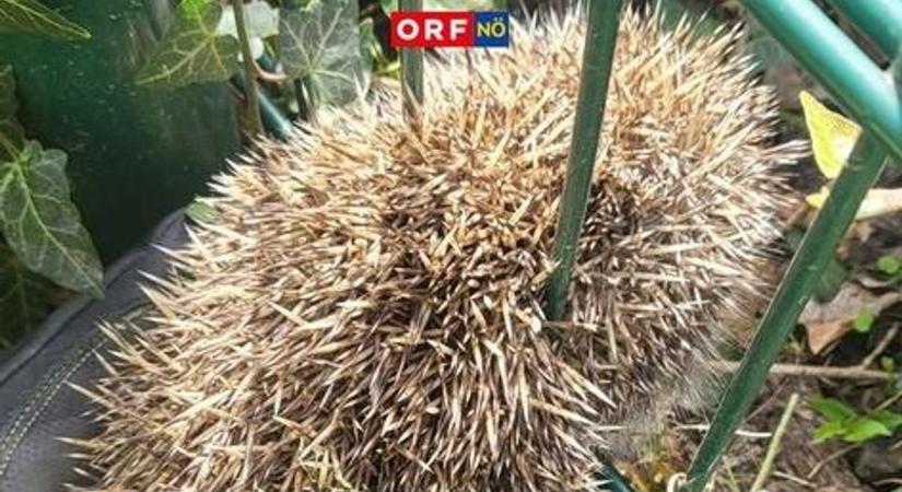 Kerítésbe szorult süni segítségére siettek a tűzoltók