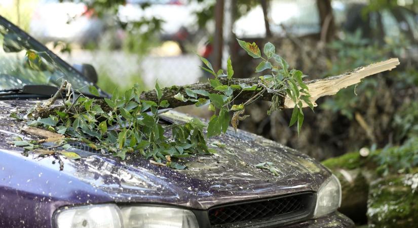 Sok csapadék és erős szél: Ne parkoljunk a fák alatt!