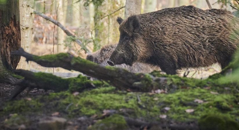 Gerinces kártevők a hazai gyümölcsösökben, II. rész