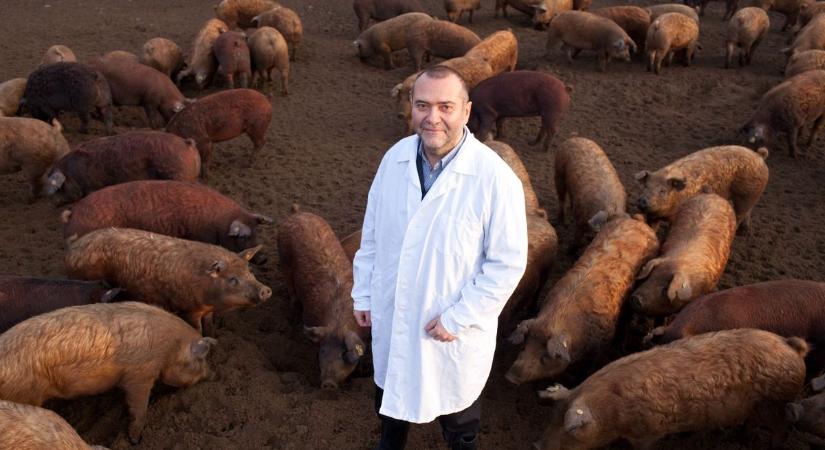 Neki köszönhető, hogy egyáltalán van és világhírű a magyar mangalica