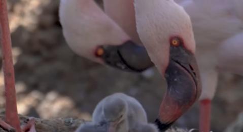 Újabb meleg flamingópár kezdett bele fióka nevelésébe