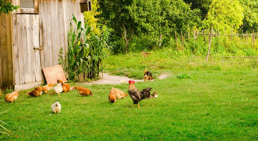 Rossz hírt közölt a Nébih: a nyári ludak után a házi baromfiban is megjelent a gyilkos kór