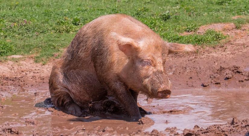 Kitört a népharag, miután a disznók elé dobta két nő holttestét egy farmer