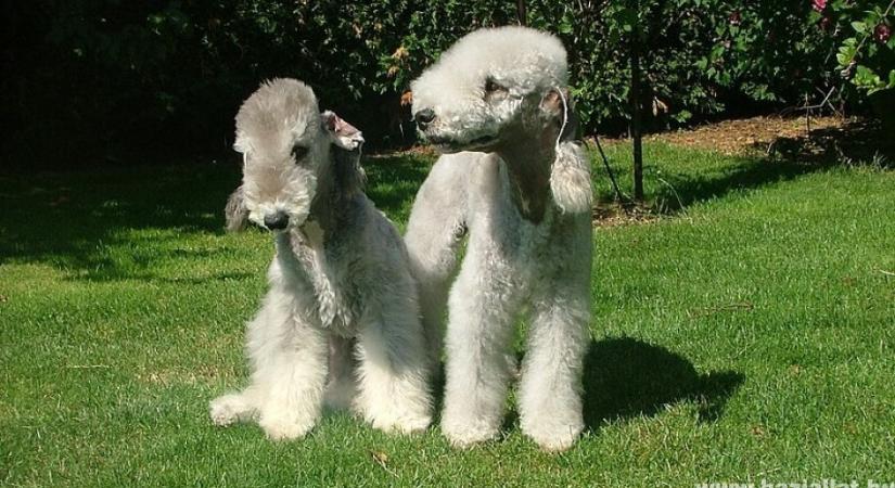 Bedlington terrier, a „báránykutya"