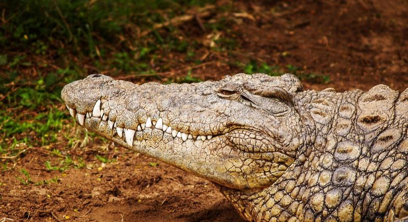 Túlélt két világháborút és tízezer utódot nemzett a földkerekség legöregebb krokodilja, ezért élhet ilyen sokáig