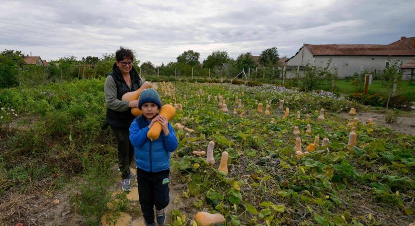 Becsületkasszás tökvásár a Tökmagbirtokon