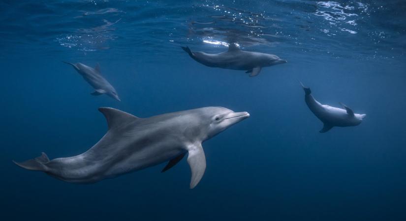 Vigyorognak a palackorrú delfinek, miközben egymással játszanak