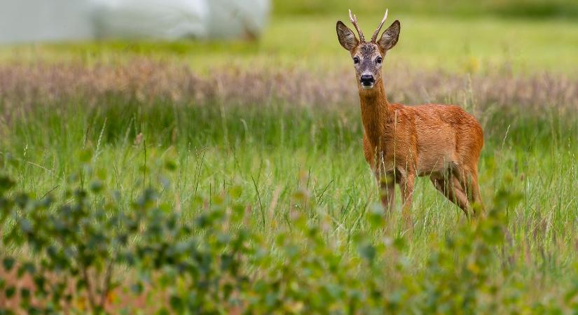 Gerinces kártevők a gyümölcstermesztésben, III. rész