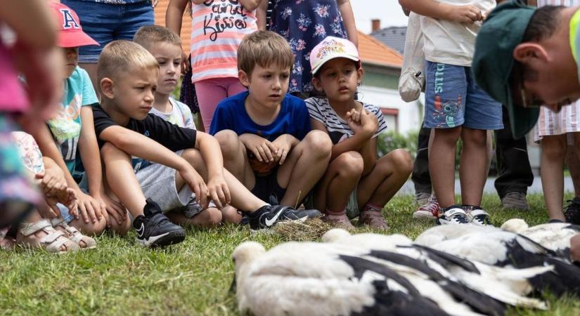 Gólyafiókák ezrei repülhettek ki idén a fészekből hazánkban