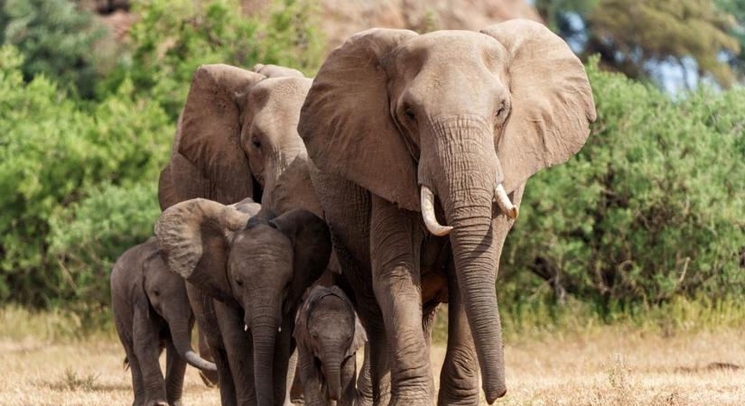 Elefántok húsával enyhítené az éhezést Zimbabwe