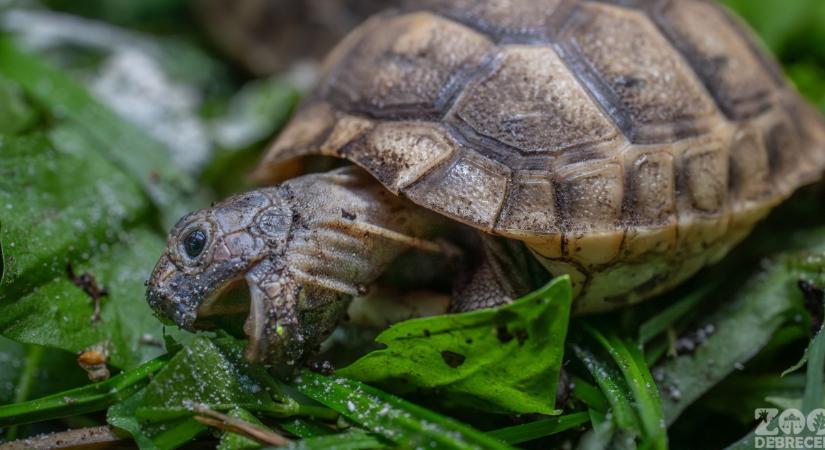 Kis mór teknősök keltek ki a debreceni állatkertben