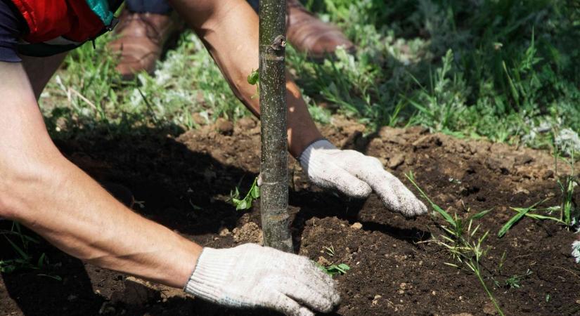 Faültetés volt több vármegyei településen is