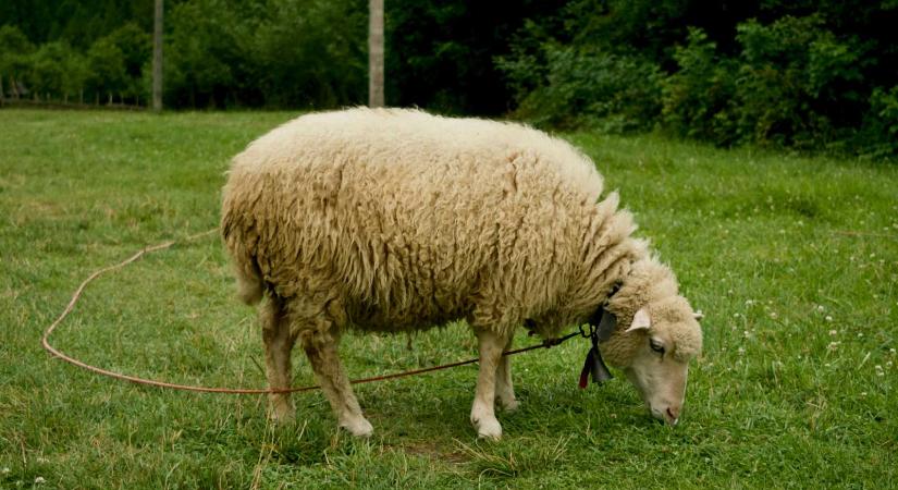 A kiskérődzők pestisének hét gócpontja még mindig aktív