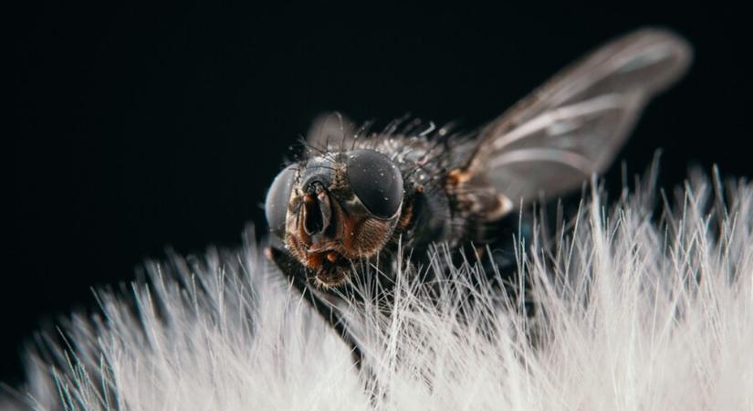 Kullancslegyek: a rejtőzködő vérszívók